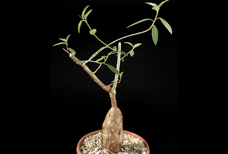 Euphorbia cuneata ssp. spinescens H. Cm. 10 € 21,00.jpg